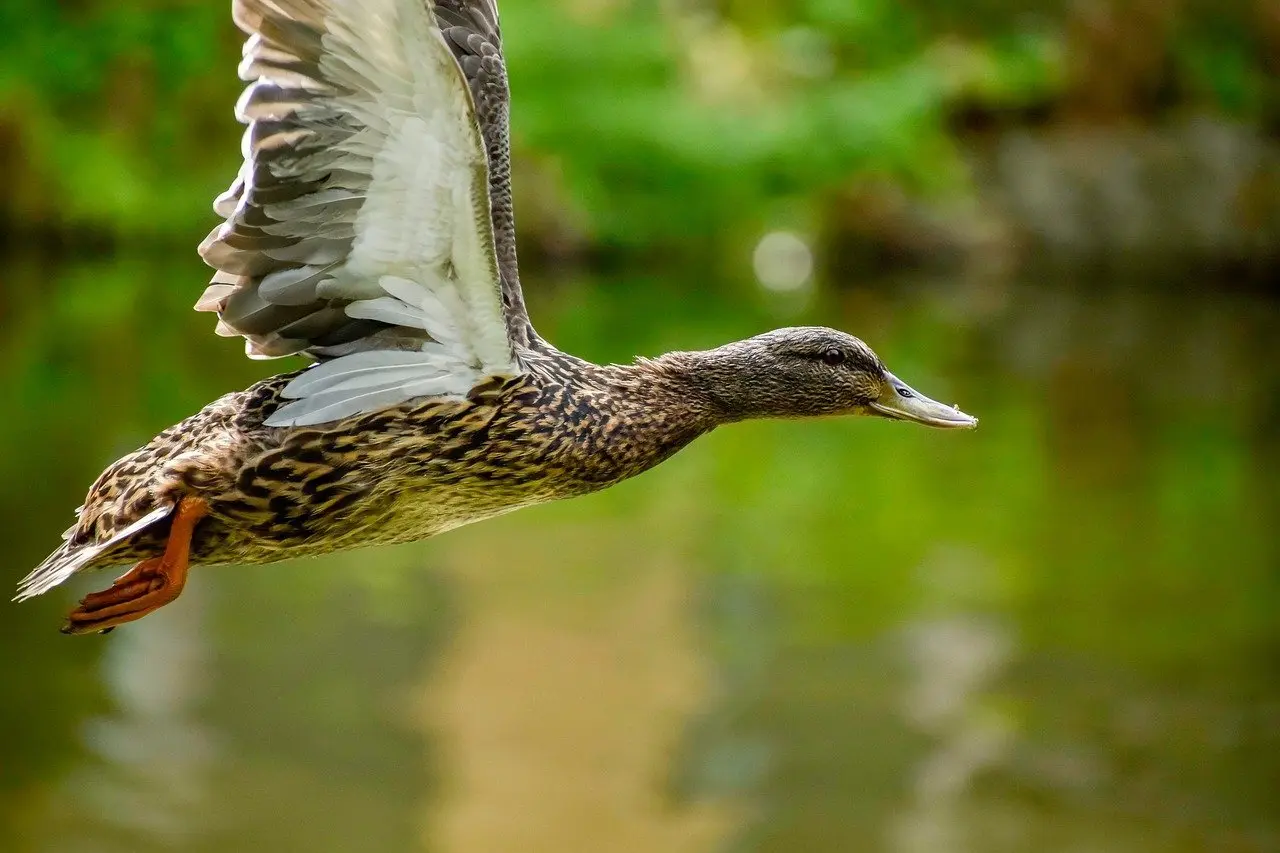 Her finder du Leg Krydsord