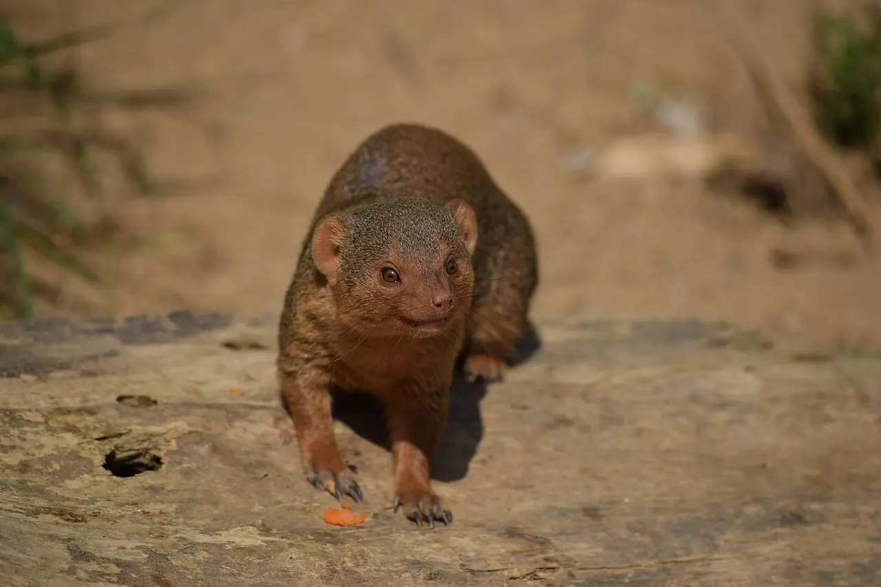 Opel-Zoo i Kronberg: sådan kommer du dertil med S-Bahn