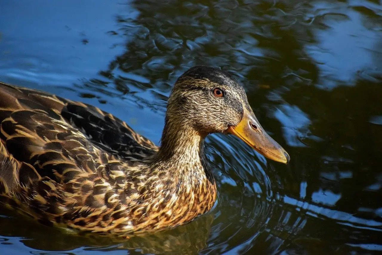 Pressede i krydsord løsningsord